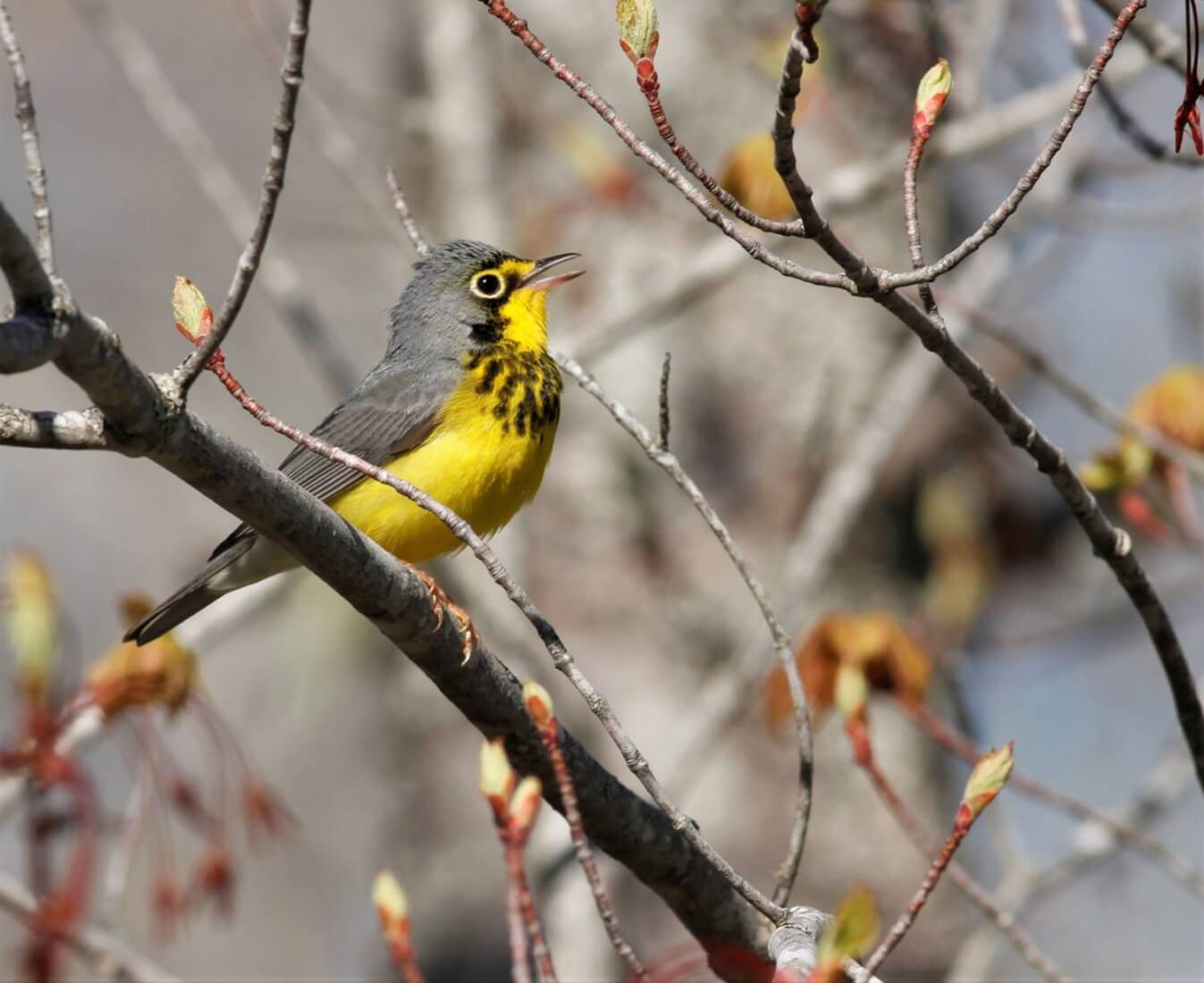 Canada Warbler [photo: Donna Martin]