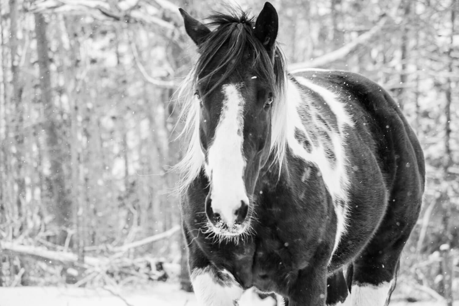 PEI Photo Club Show