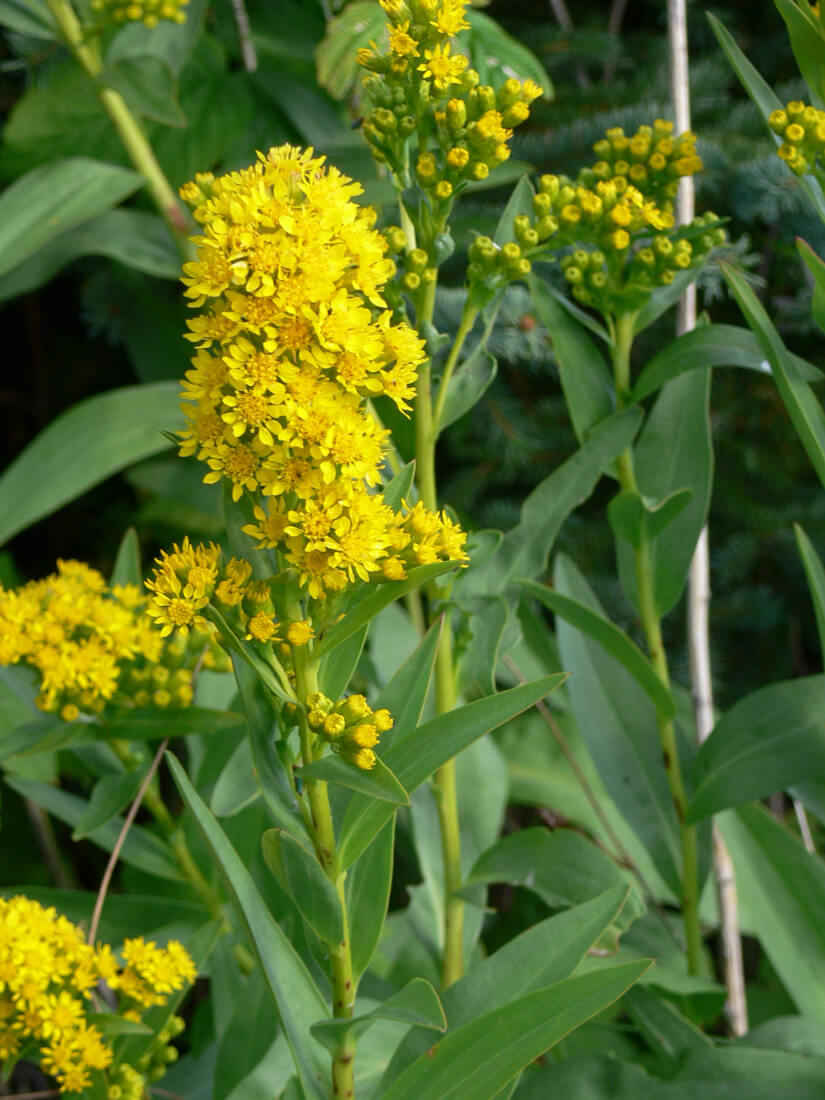 Golden native plant