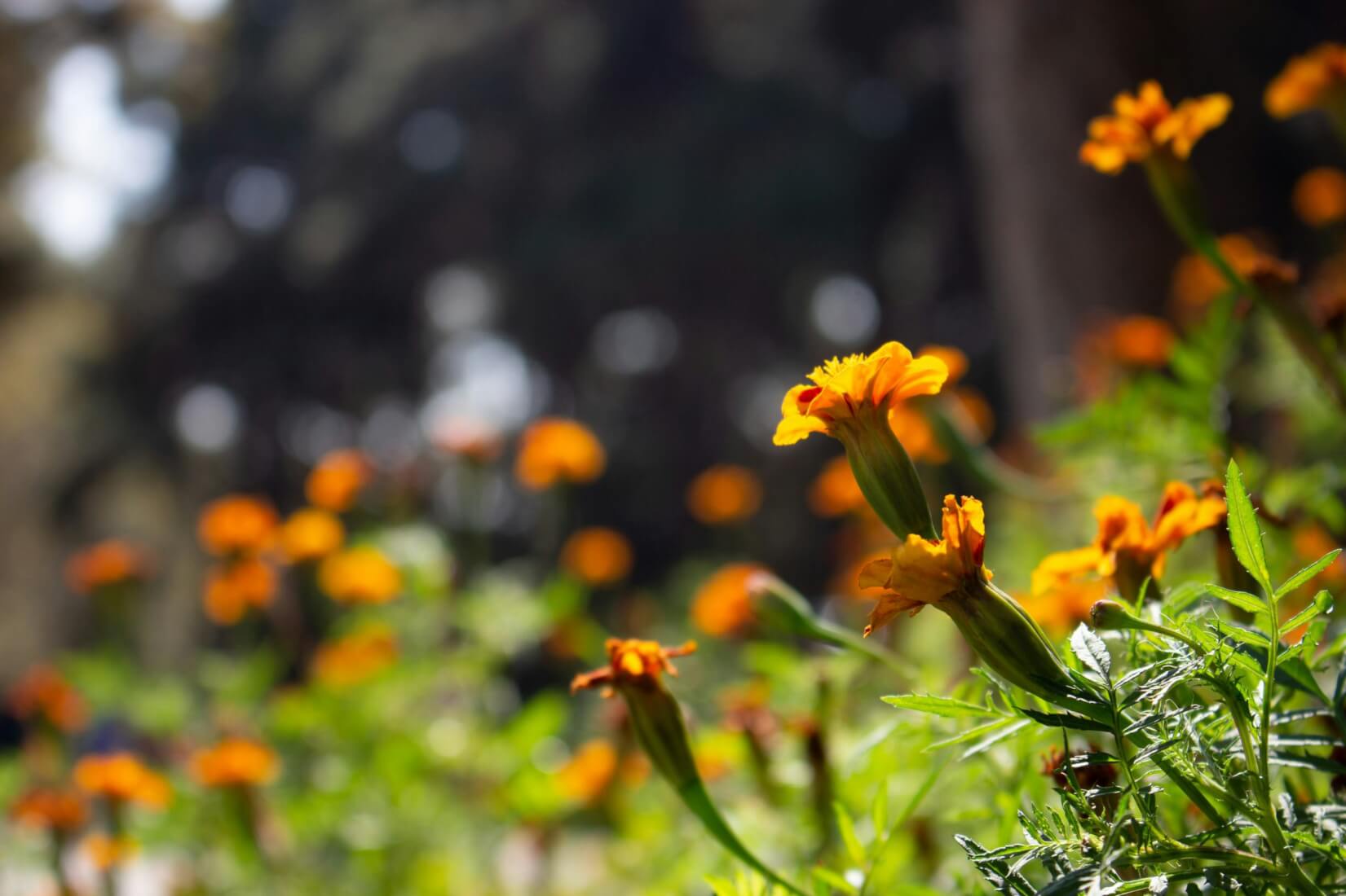 Photo by Mohammad Emami [Unsplash.com]